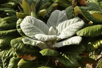 Leaves of Oldenburgia grandis